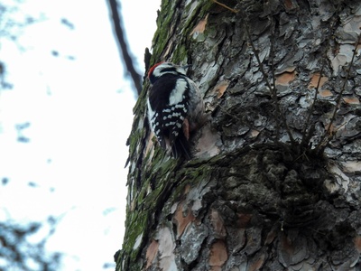 Middle Spotted Woodpecker