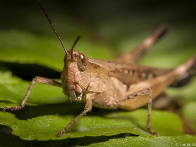 Migratory locust
