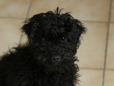 Miniature Poodle