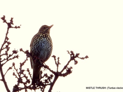 Mistle Thrush