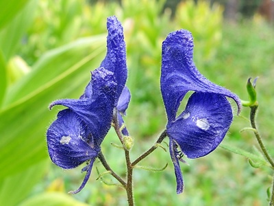 Monkshood