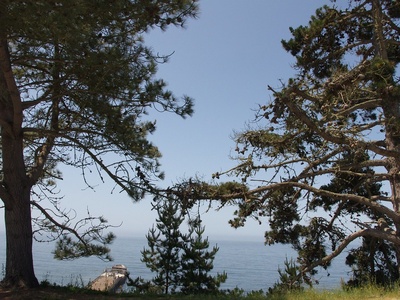 Monterey pine