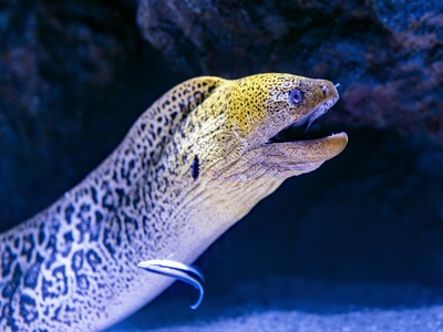 Moray eel