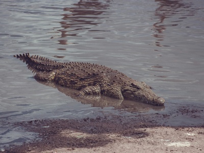 Morelet's crocodile