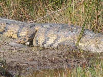 Morelet's crocodile
