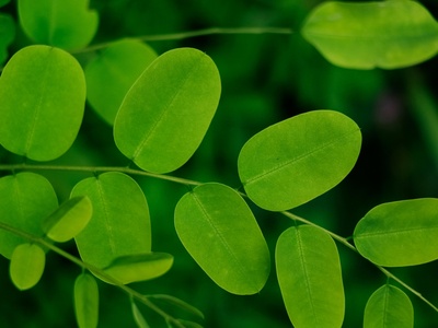 Moringa