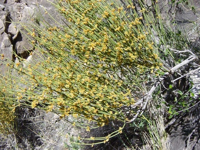 Mormon tea (Ephedra)