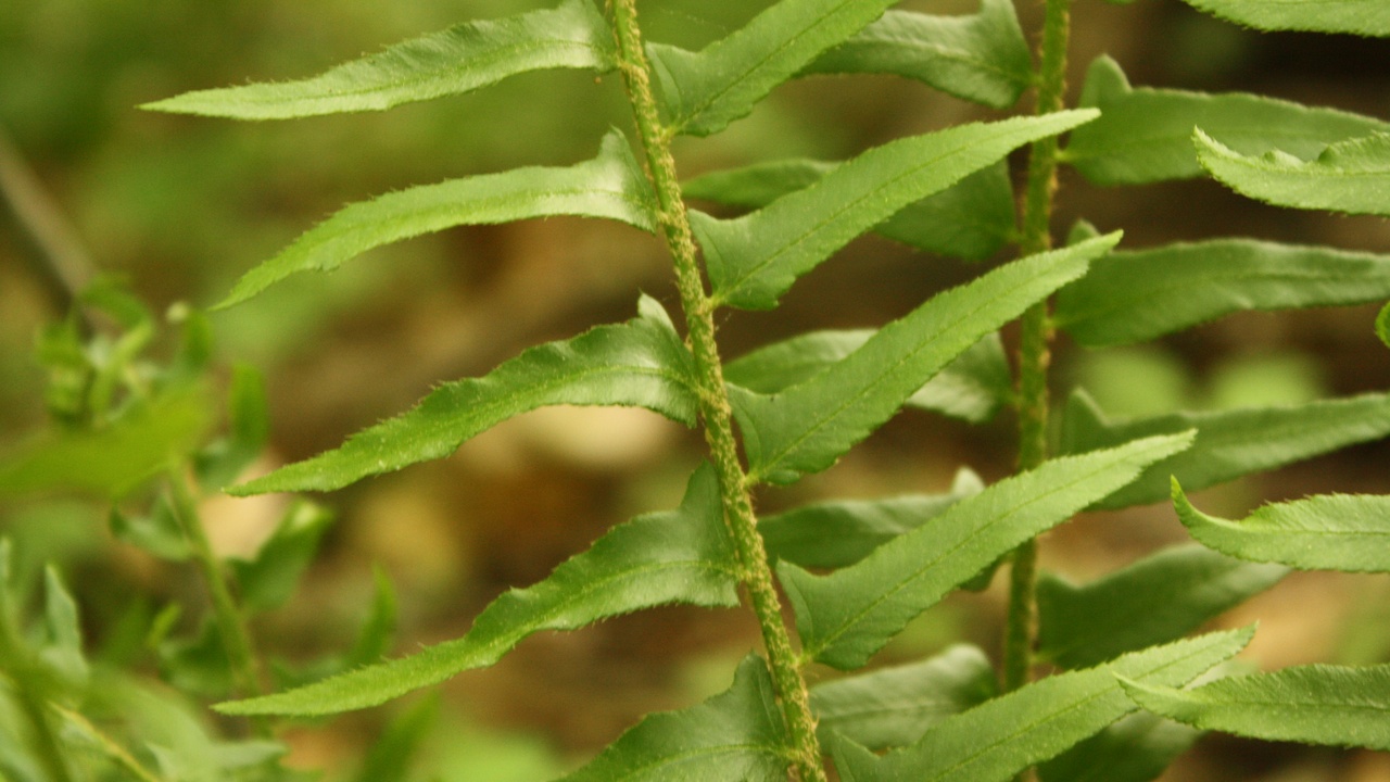 Close-up of a fern frond and rhizome showing vascular structure