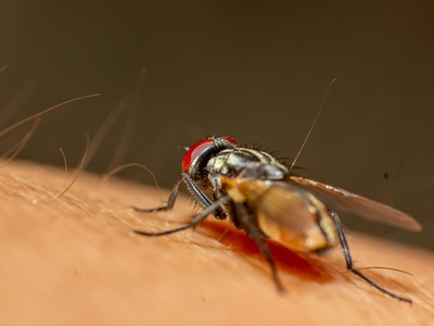 Mosquito (dengue vector)
