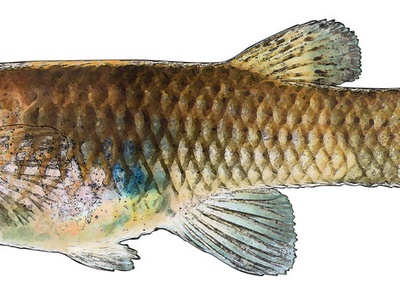 Mosquitofish