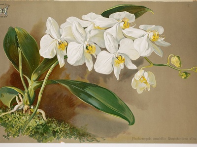 Moth orchid