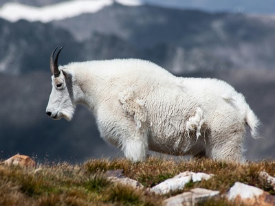 Mountain goat