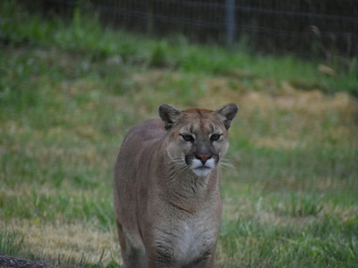 Mountain lion (cougar)