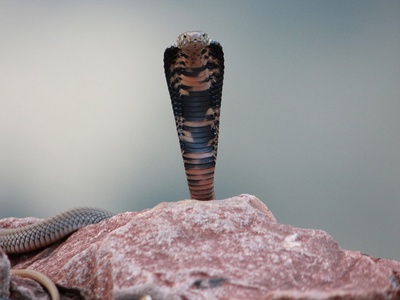Mozambique spitting cobra