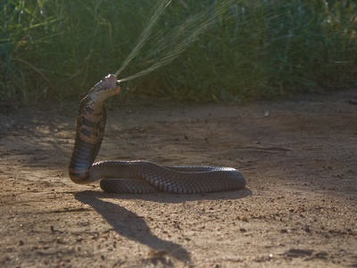 Mozambique spitting cobra