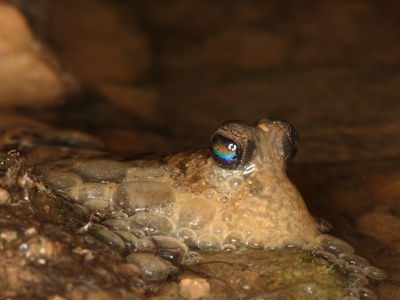 Mudskipper