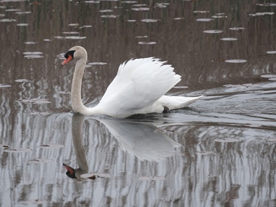 Mute swan
