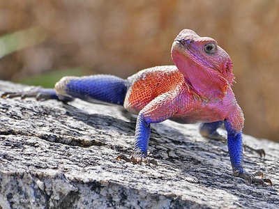 Mwanza flat-headed agama