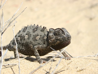 Namaqua chameleon