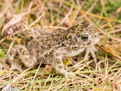 Natterjack toad