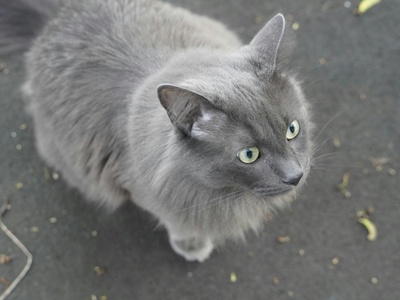 Nebelung