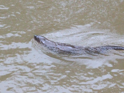 Neotropical river otter