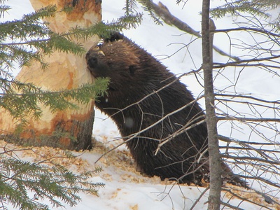 North American beaver