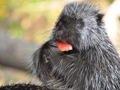 North American porcupine