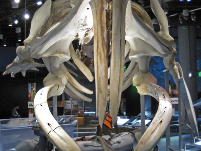 North Atlantic right whale