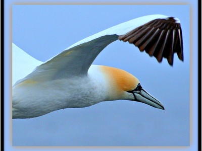 Northern gannet