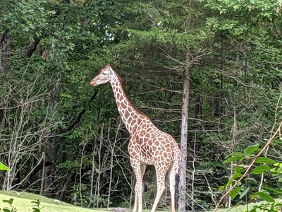 Northern giraffe