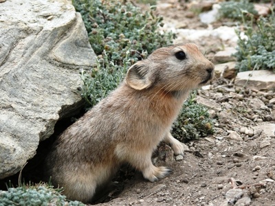 Northern pika