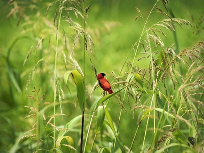 Northern Red Bishop