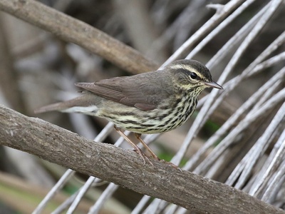 Northern waterthrush