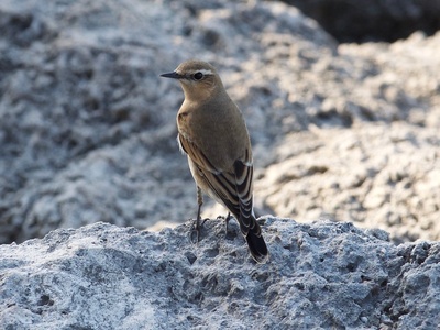 Northern wheatear