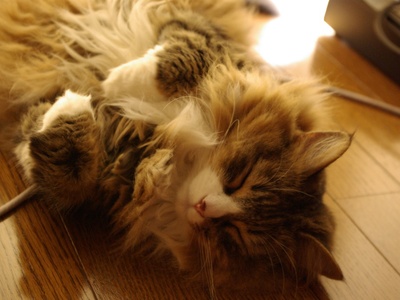 Norwegian Forest Cat