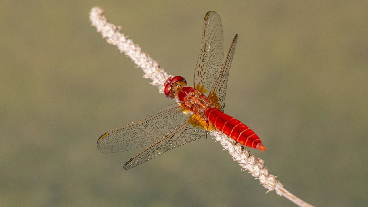Brightly colored Texas redheaded centipede on ground cover