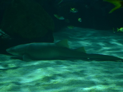 Nurse shark