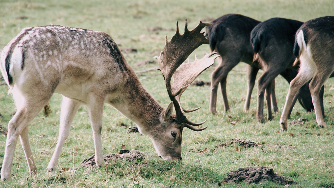 Animals grazing and predators hunting illustrating different feeding strategies and metabolic demands