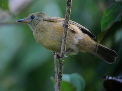 Ochre-bellied Flycatcher