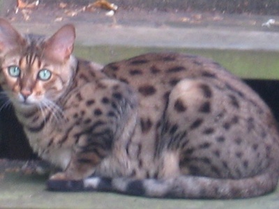 Ocicat