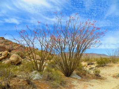 Ocotillo