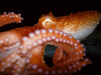 Octopus (individuals with three arms)
