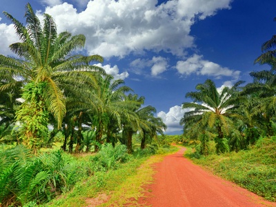 Oil palm