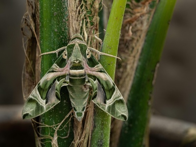Oleander hawk-moth
