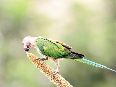 Olive-throated Parakeet