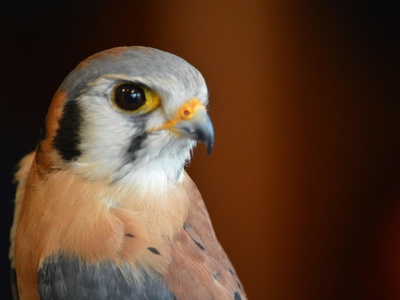 Orange-breasted Falcon