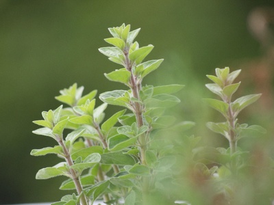 Oregano