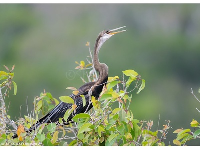 Oriental darter