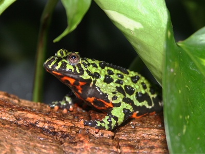 Oriental fire‑bellied toad